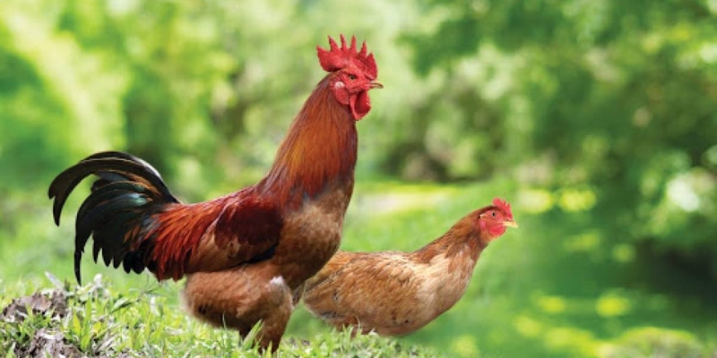 Lời khuyên khi tạo dựng môi trường sống của gà 