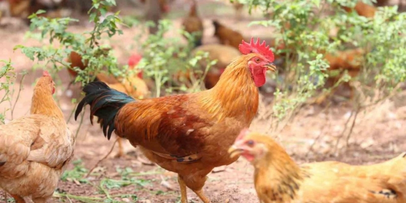 Sơ lược cách thiết kế môi trường sống của gà